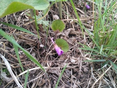 Viola primorskajensis