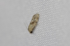 Platphalonidia
