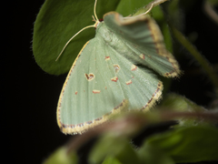 Comostola meritaria