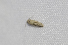 Platphalonidia