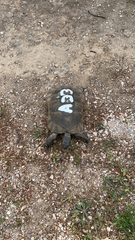 Testudo marginata