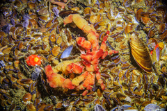 Achaeopsis spinulosa