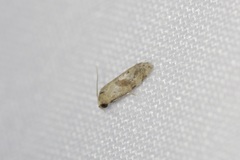 Platphalonidia