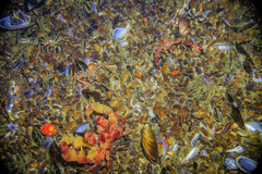 Achaeopsis spinulosa