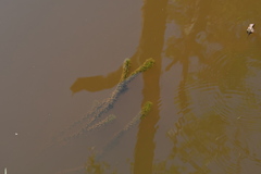 Egeria densa