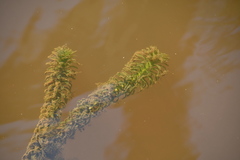 Egeria densa