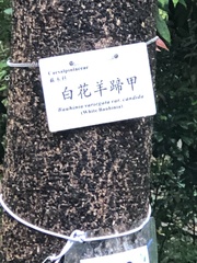 Bauhinia variegata candida