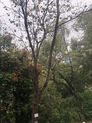 Bauhinia variegata candida