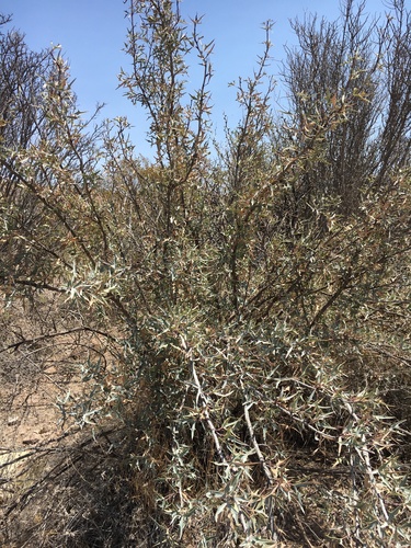 Agarita