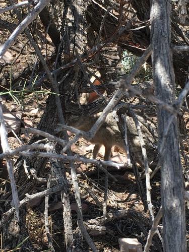Black-tailed Jackrabbit
