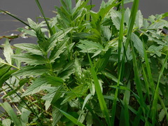 Valeriana officinalis