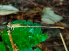 Ceriagrion suave
