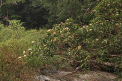 Syzygium hemisphericum