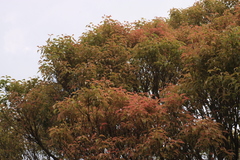 Syzygium densiflorum