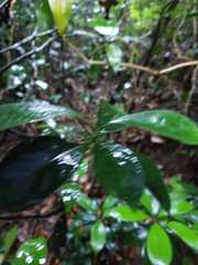 Ardisia sieboldii