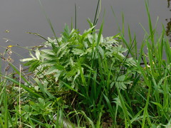 Valeriana officinalis