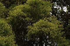Syzygium densiflorum