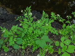 Cardamine flexuosa