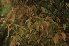 Syzygium densiflorum