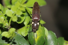 Ignelater havaniensis