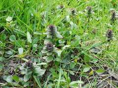 Ajuga reptans