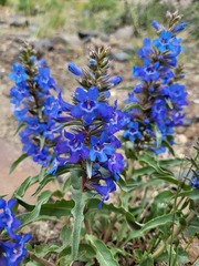 Penstemon acuminatus