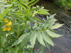 Valeriana officinalis