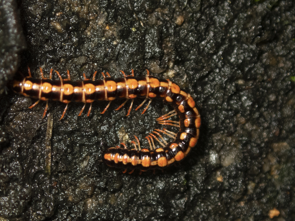 Orange Rosary Millipede in April 2022 by Lawrence Hylton · iNaturalist