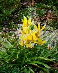 Tulipa urumiensis