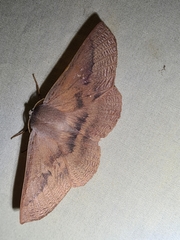 Monoctenia falernaria