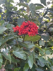 Clerodendrum splendens