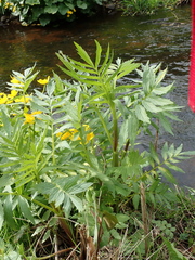 Valeriana officinalis