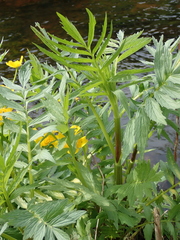 Valeriana officinalis