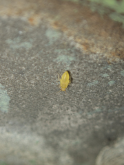 Heteropsylla