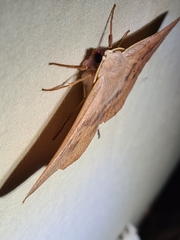 Monoctenia falernaria