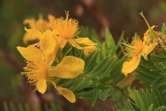 Hypericum mysurense