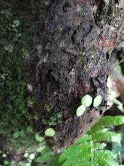 Lemmaphyllum microphyllum
