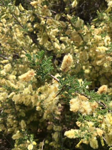 Catclaw Acacia