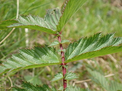 Filipendula ulmaria