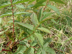 Filipendula ulmaria