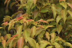 Syzygium densiflorum