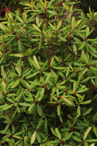 Image of Ternstroemia gymnanthera by (c) madhavan a.p, some rights reserved (CC BY)