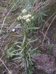 Pseudognaphalium viscosum