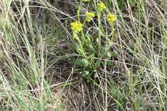 Packera tridenticulata