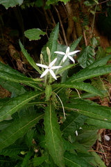 Hippobroma longiflora