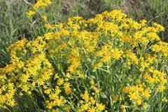 Packera tridenticulata