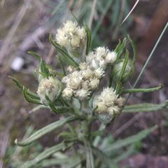 Pseudognaphalium viscosum