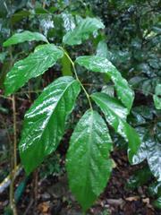 Homalium cochinchinense
