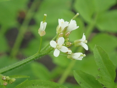 Cardamine flexuosa