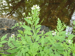 Cardamine flexuosa